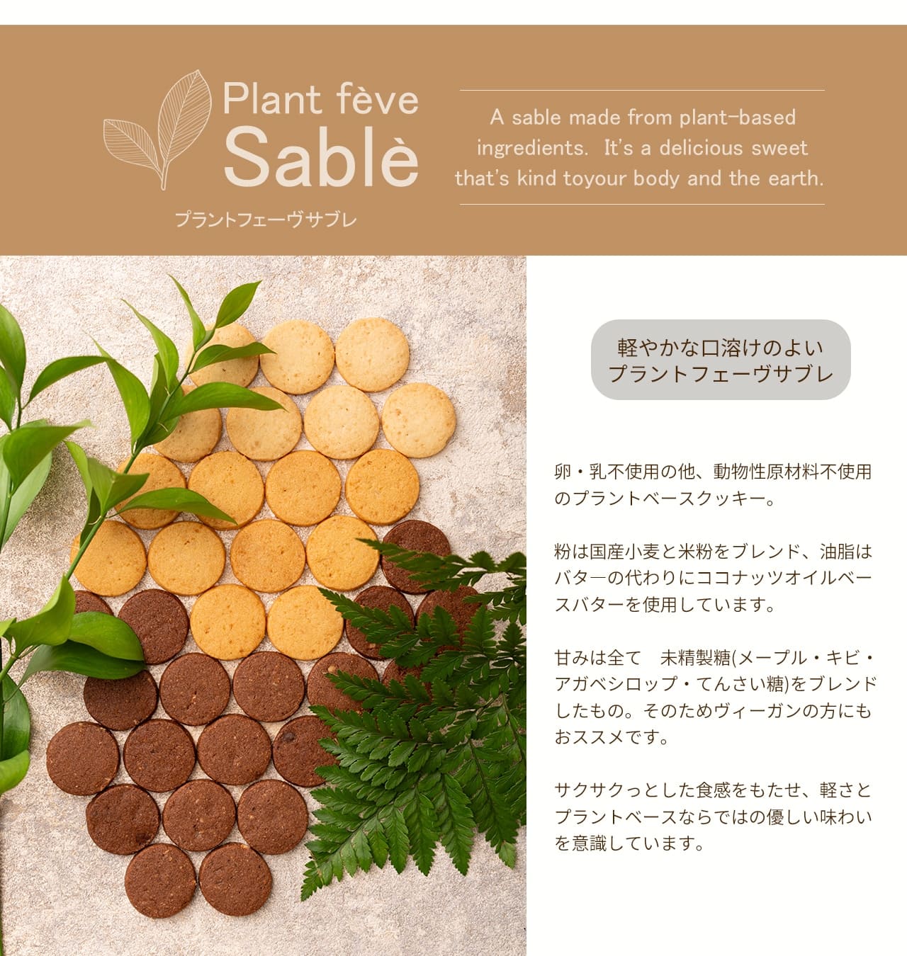 Plant fève Sablè